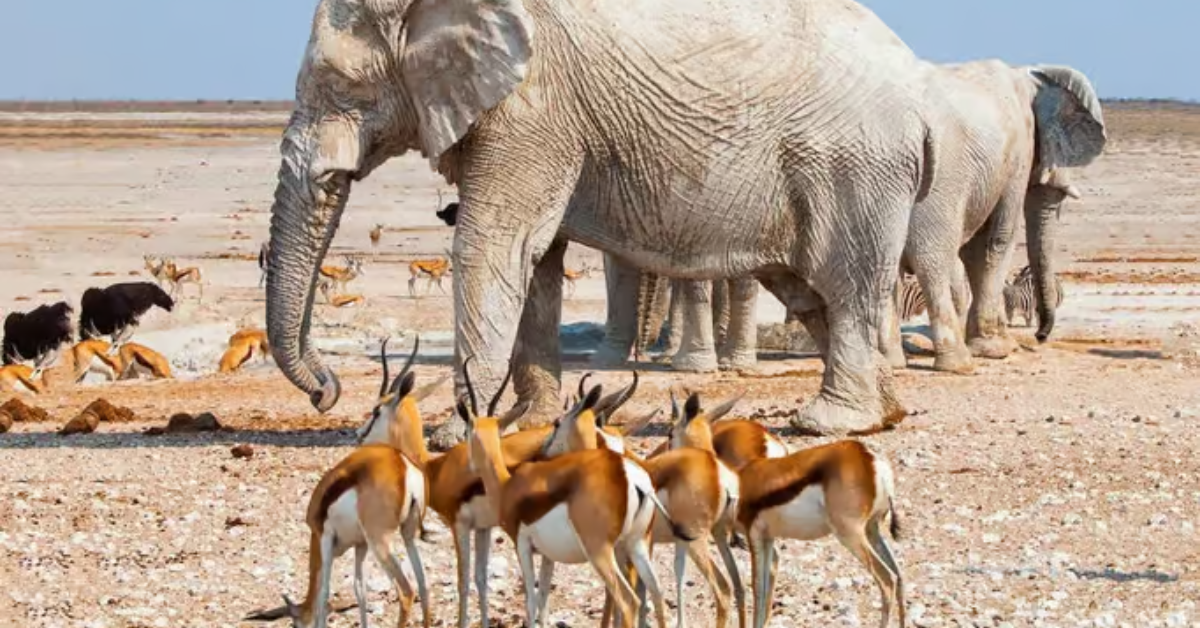 Best Time to Visit Namibia