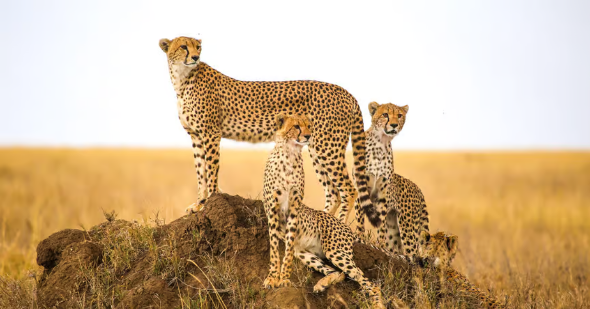 Top Things to Do in Namibia